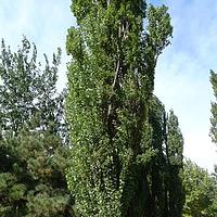 钻天杨 - 图片/介绍/花期/花语/知识 - 千草植物