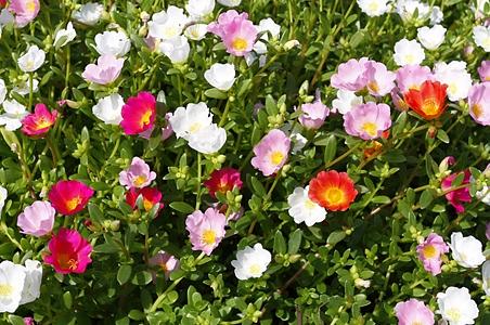 互生花瓣4或5子房半下位花柱线形蒴果盖裂种子细小茎铺散,平卧或斜升