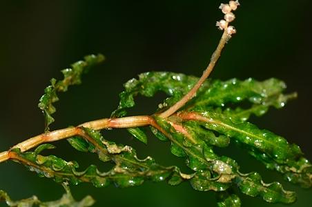 菹草