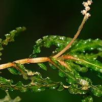 菹草