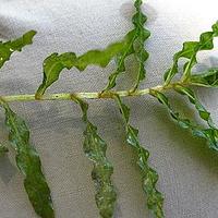 菹草