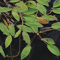 眼子菜