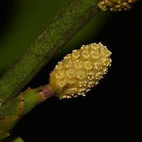 石柑属