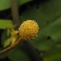 长梗石柑