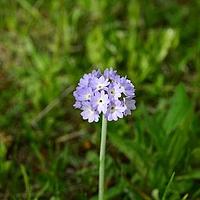 白心球花报春