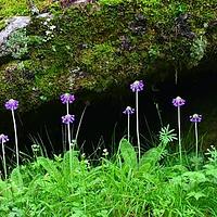 太白山紫穗报春