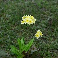 雅砻黄报春