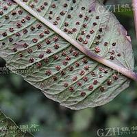 披针新月蕨 - 图片/介绍/花期/花语/知识 - 千草植物