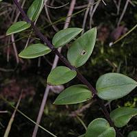 金铁锁属