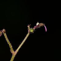 金铁锁属