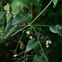 金线茜草