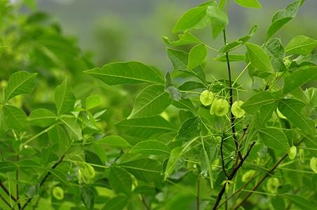 榆橘属 - 图片/介绍/花期/花语/知识 - 千草植物