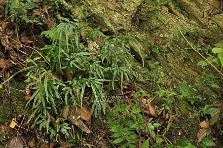 剑叶凤尾蕨