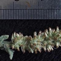 翼茎草