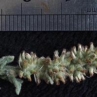 翼茎草
