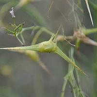 沙芥