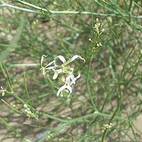 斧翅沙芥