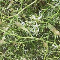 斧翅沙芥