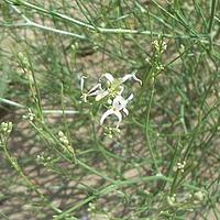 斧翅沙芥
