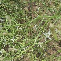 斧翅沙芥