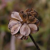银莲花