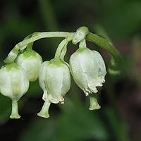 绿花鹿蹄草