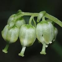 绿花鹿蹄草
