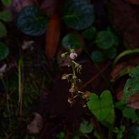 大理鹿蹄草