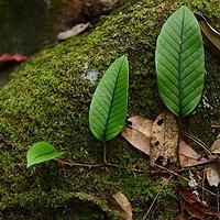 纸质石韦