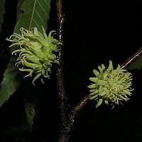 麻栎