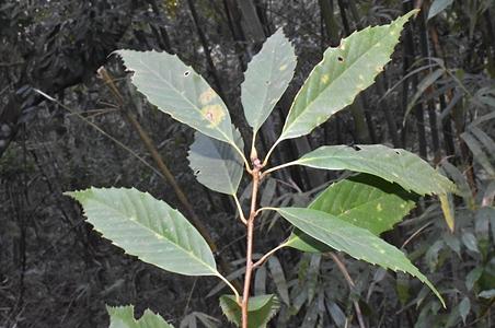 富宁栎 - 图片/介绍/花期/花语/知识 - 千草植物