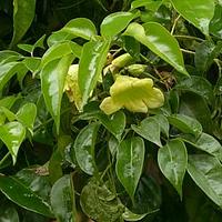 海南菜豆树