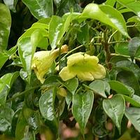 海南菜豆树