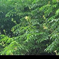 菜豆树