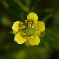 茴茴蒜