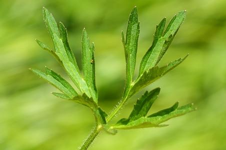 茴茴蒜