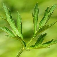 茴茴蒜