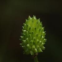 茴茴蒜