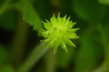 毛茛