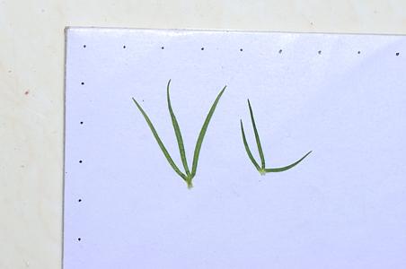 棉毛茛
