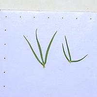 棉毛茛