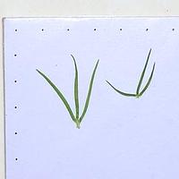 棉毛茛