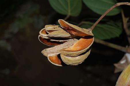 粗齿梭罗树