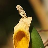 岩芋