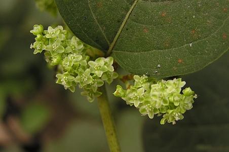 虎杖属