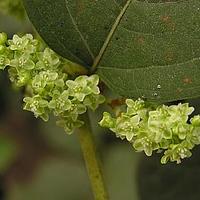 虎杖属