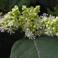 虎杖属