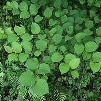 虎杖属