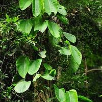 粗茎崖角藤