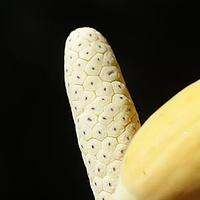 大叶南苏